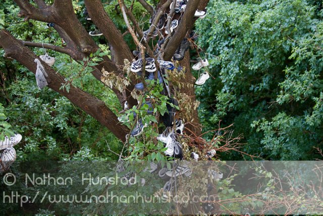 ShoeTree_2008-08-16_IMG_1411